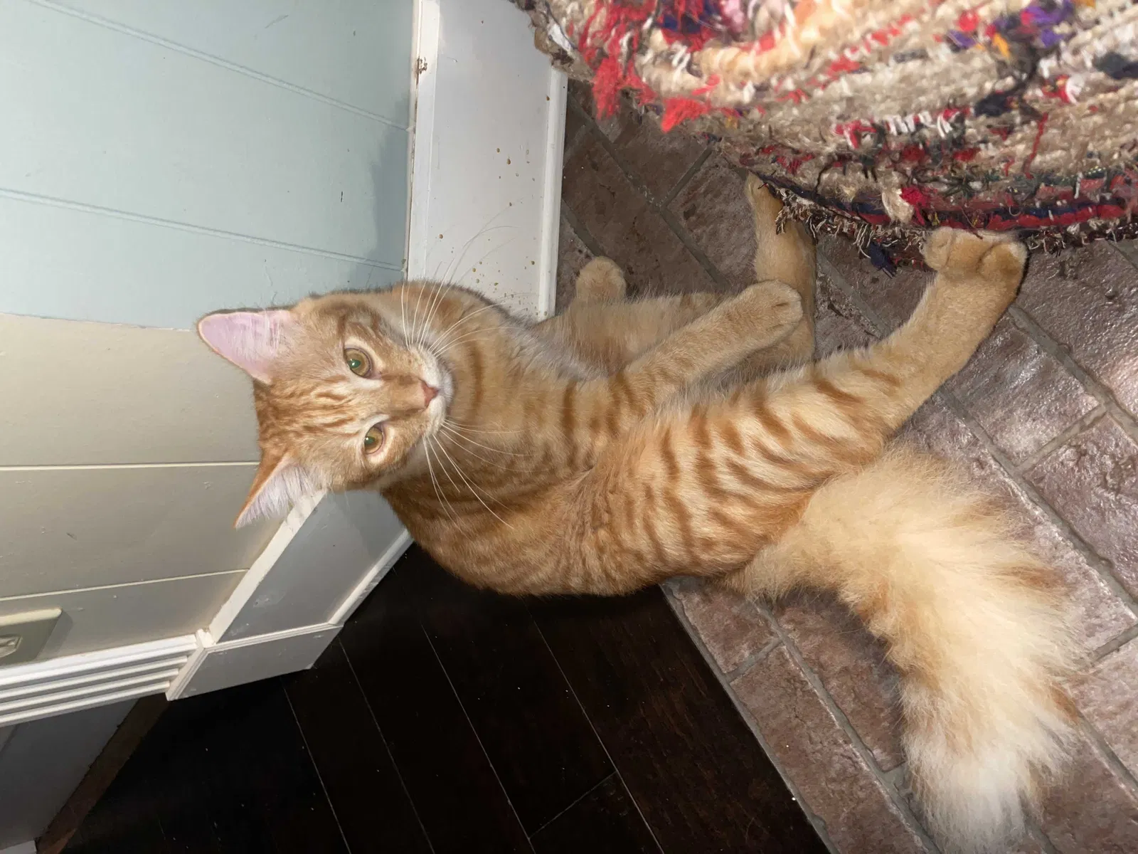Lost cat in Sugar Land, TX, 77478