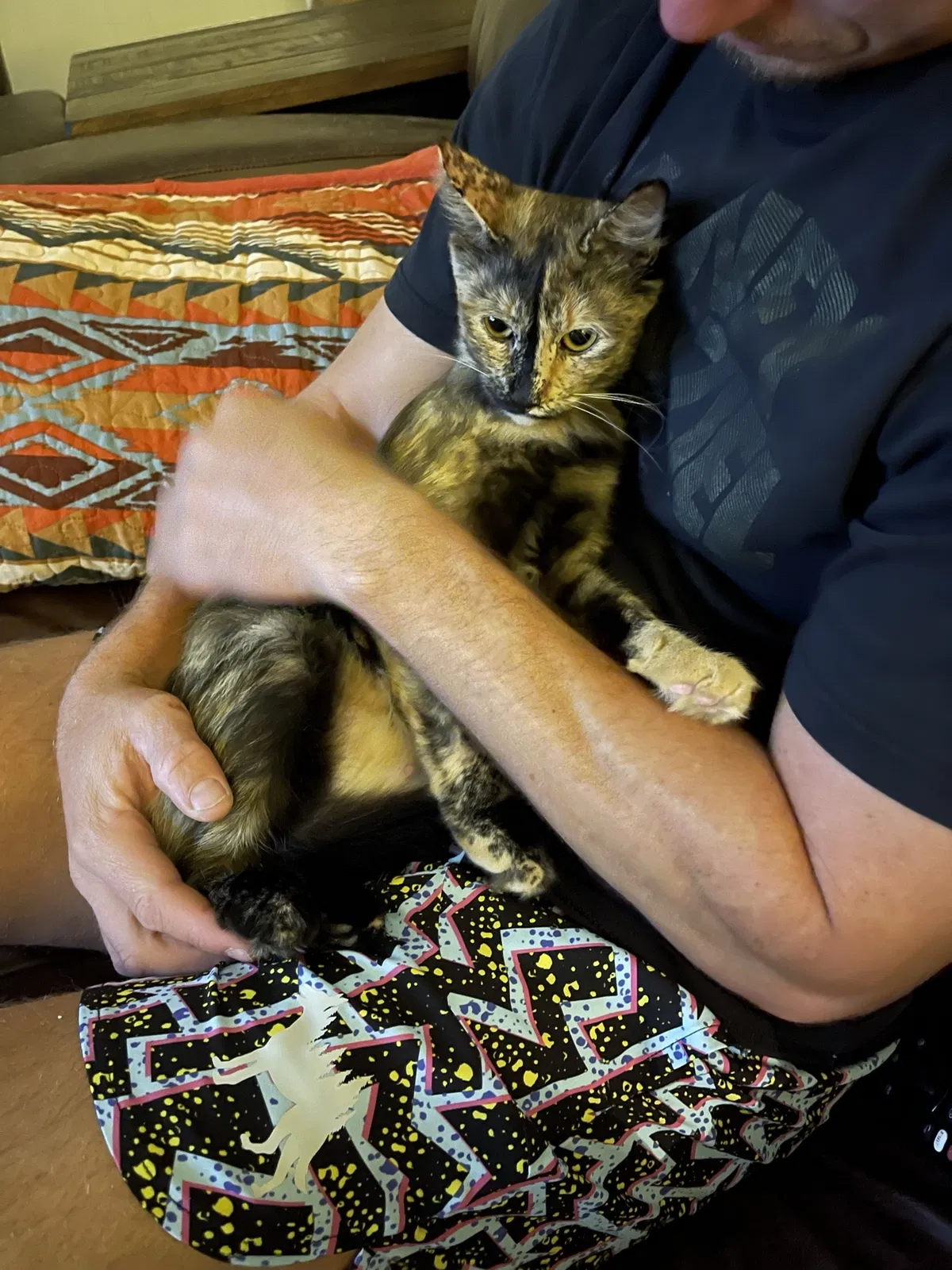 Lost cat in Sugar Land, TX, 77478