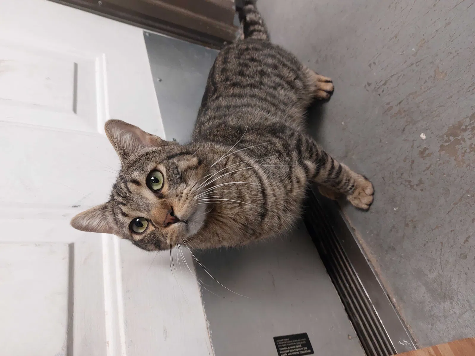 Lost cat in El Paso, TX, 79936