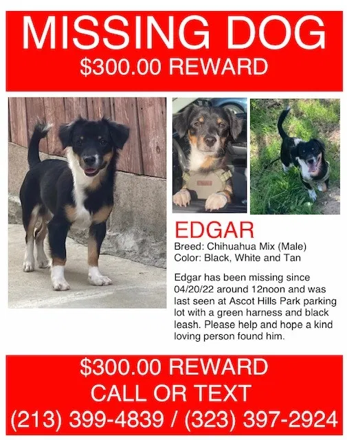 Lost dog in Los Angeles, CA, 90063