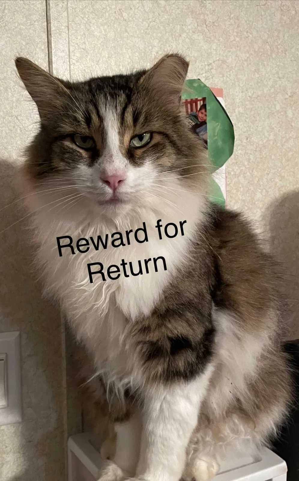 Lost cat in Pearl River, LA, 70452