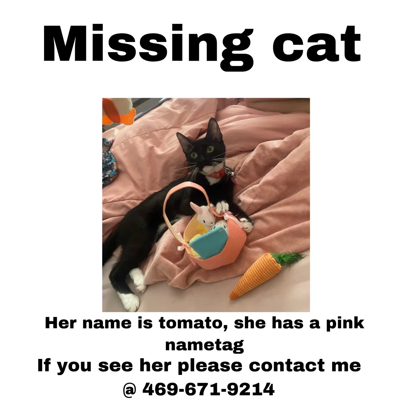 Lost cat in Houston, TX, 77082