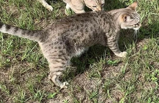 Lost cat in Florahome, FL, 32140