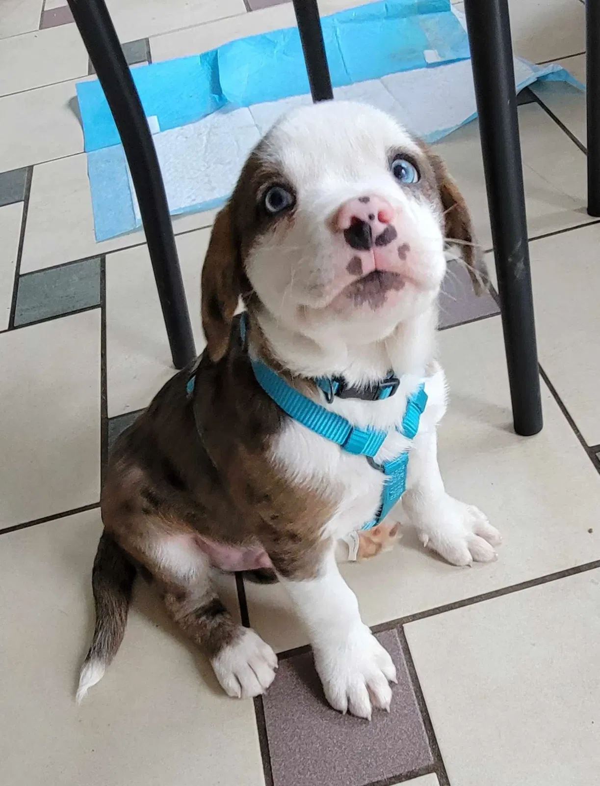 Lost dog in Waterford, MI, 48328