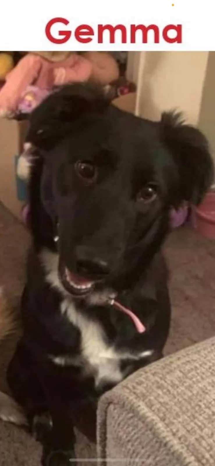Lost dog in Massillon, OH, 44646