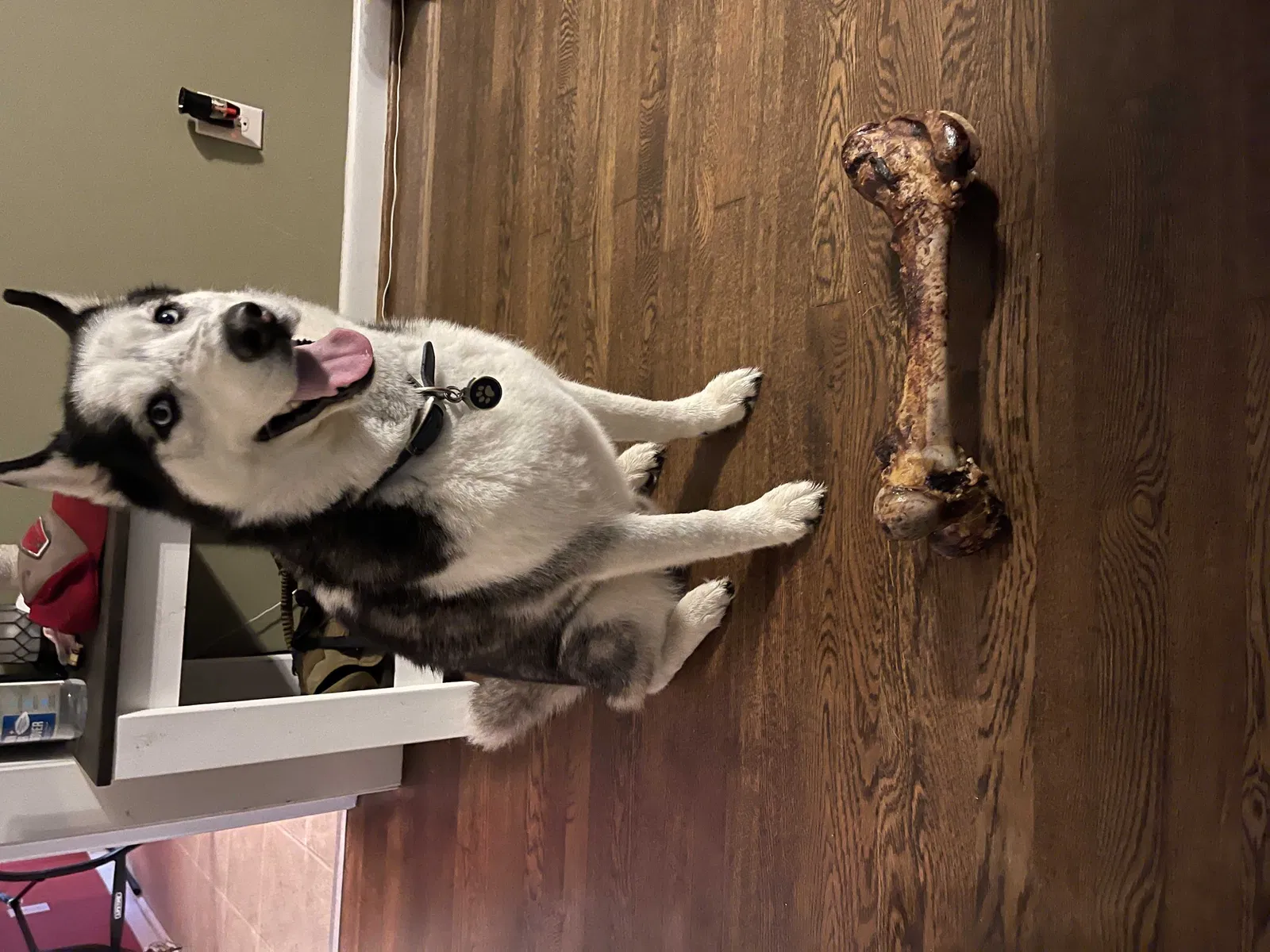 Lost dog in Fayetteville, NC, 28303