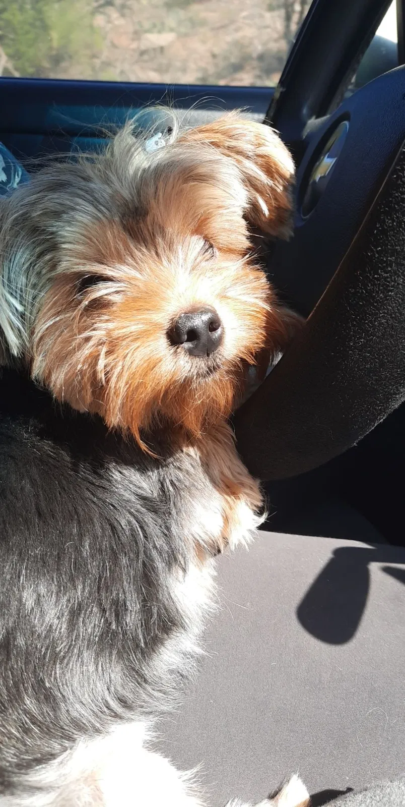 Lost dog in Ralls, TX, 79357