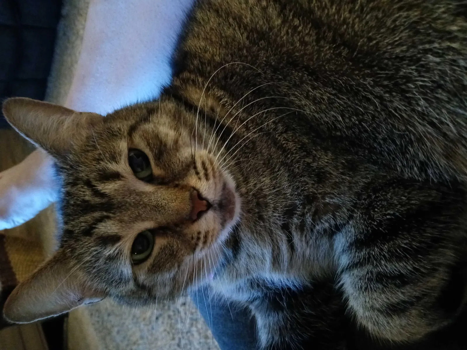Lost cat in Columbus, OH, 43223