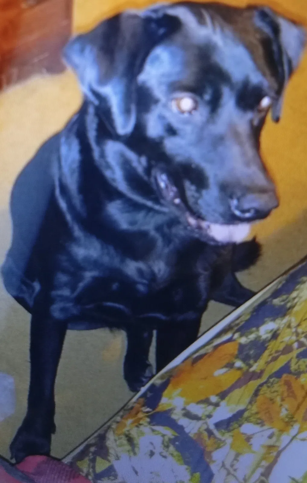 Lost dog in Hot Springs National Park, AR, 71901