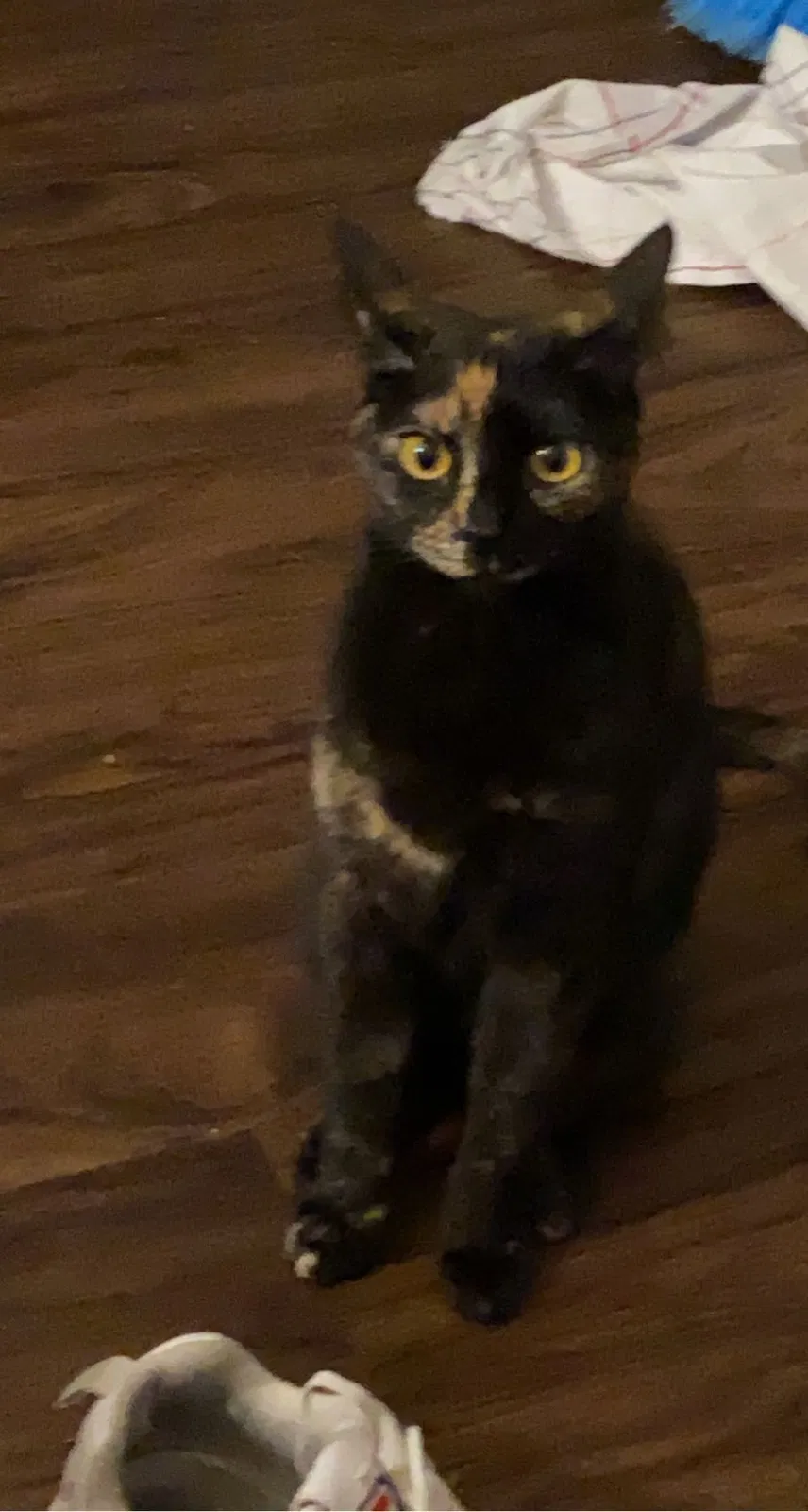 Lost cat in Blanchard, OK, 73010