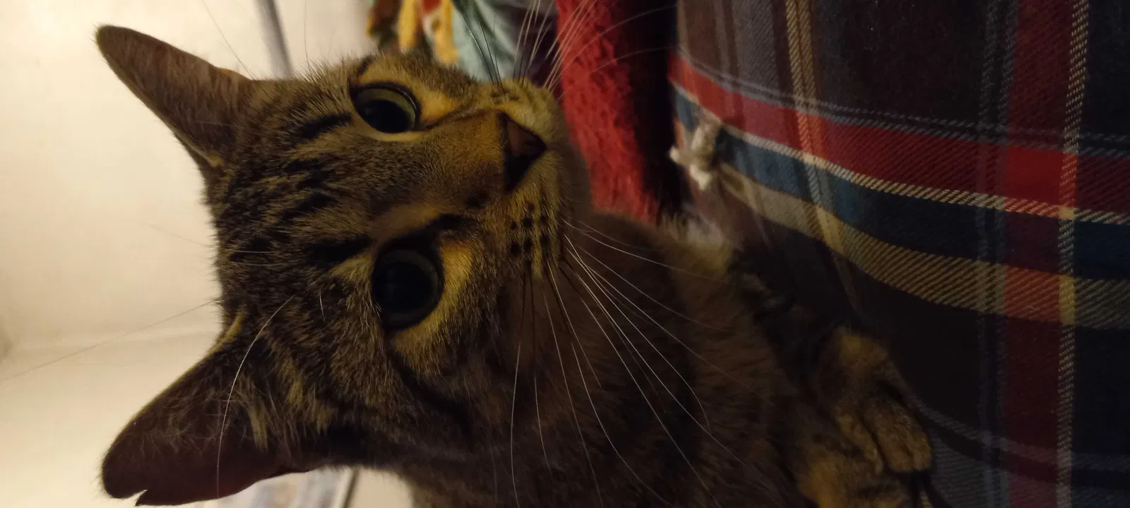 Found cat in Provo, UT, 84604