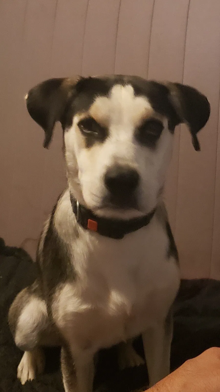 Lost dog in Bernalillo, NM, 87004