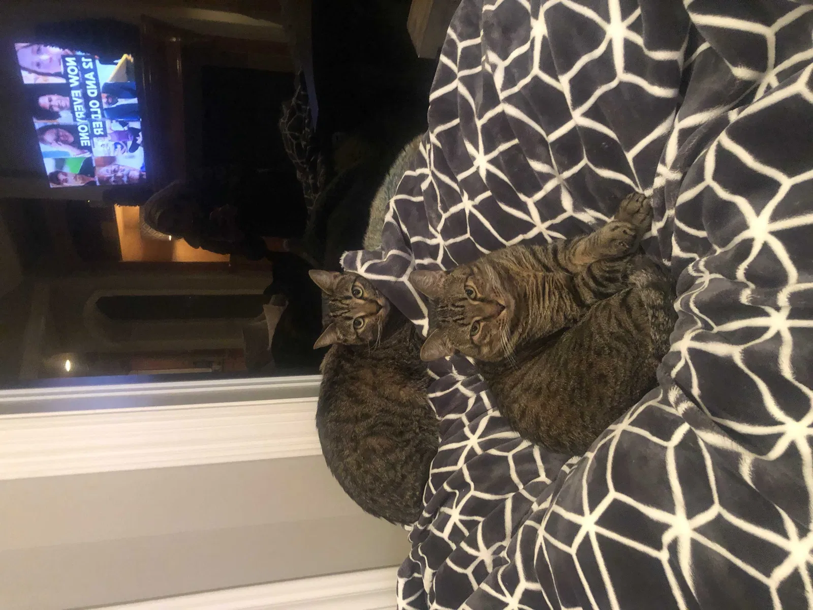 Lost cat in Spring, TX, 77381