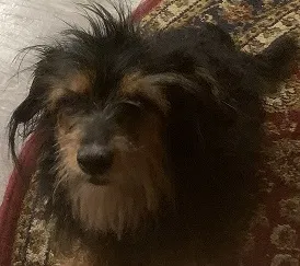Found dog in Waxahachie, TX, 75165