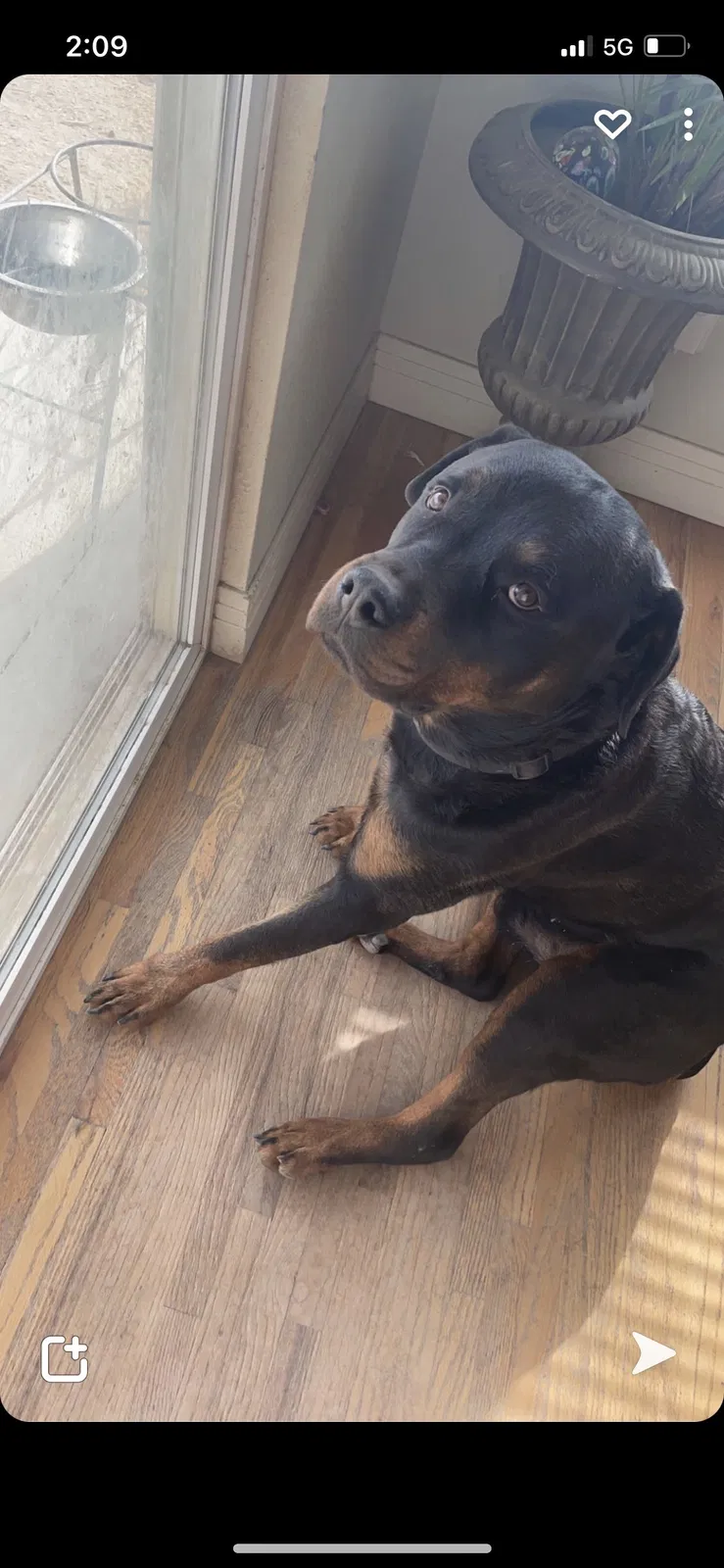 Lost dog in Strasburg, CO, 80136
