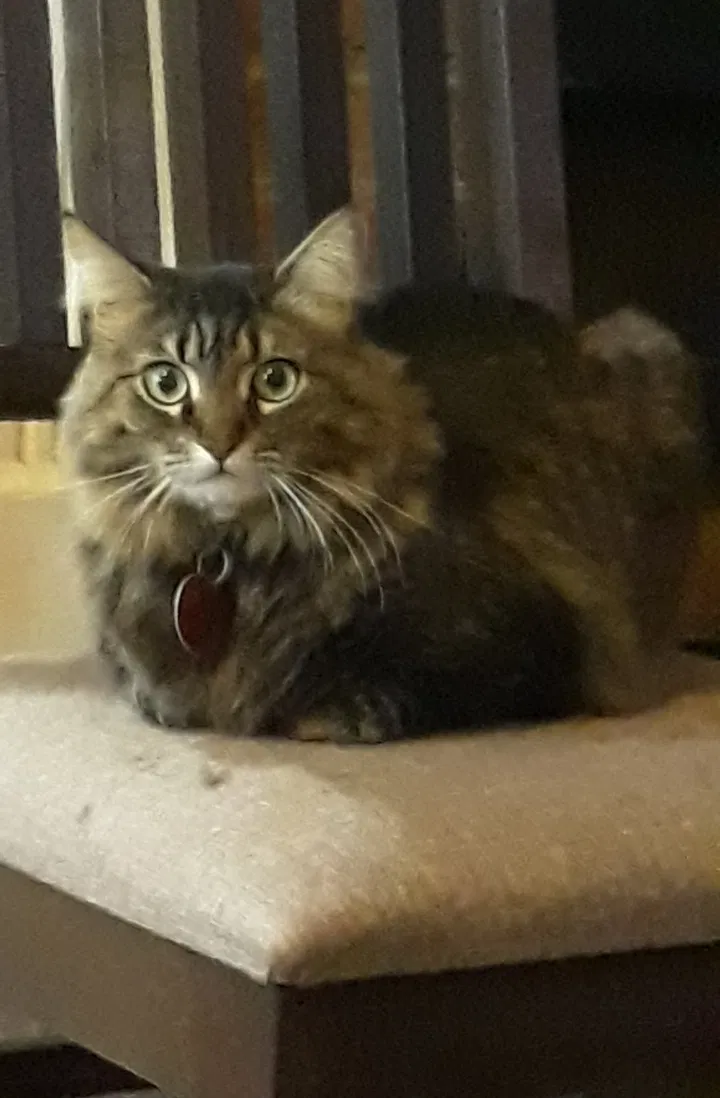 Lost cat in Richland, MS, 39218