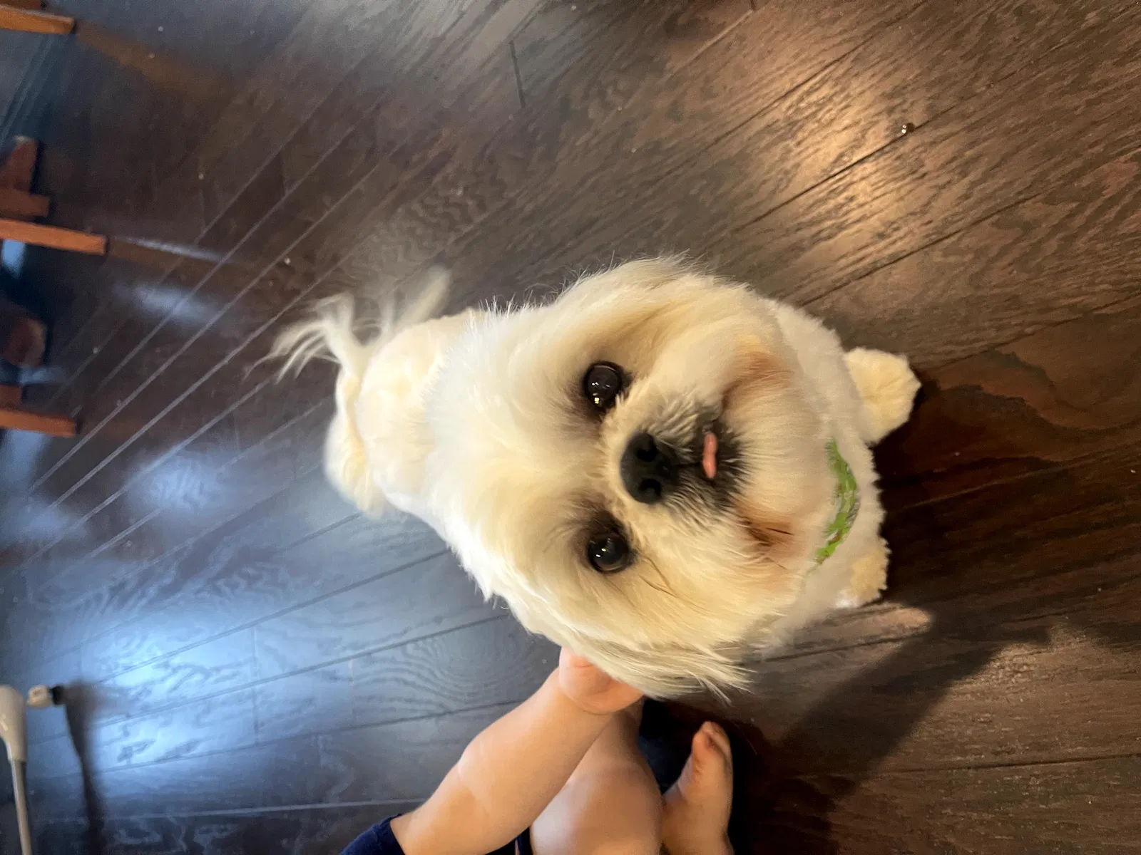 Lost dog in Murfreesboro, TN, 37128