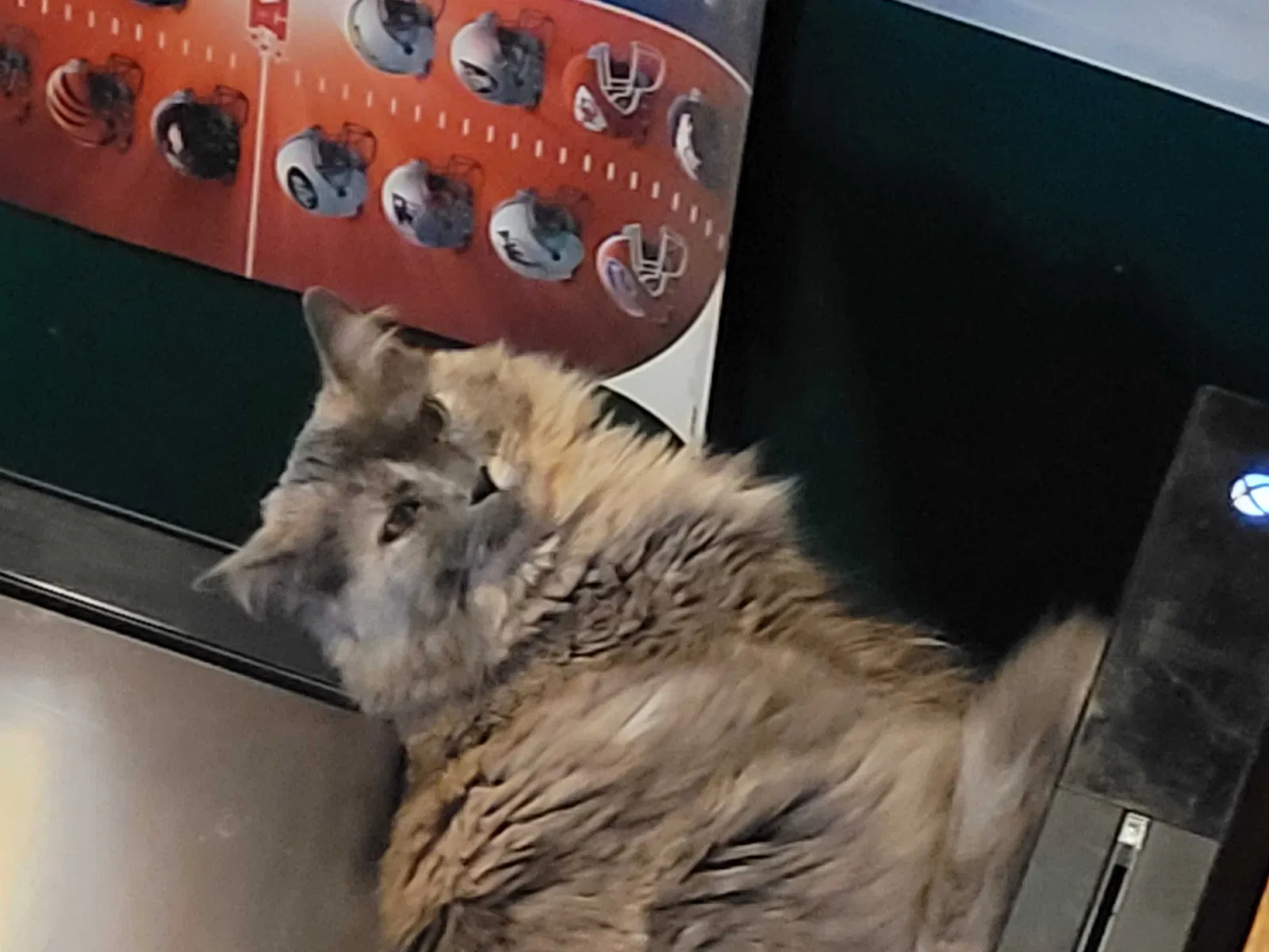 Lost cat in Blue Springs, MO, 64014