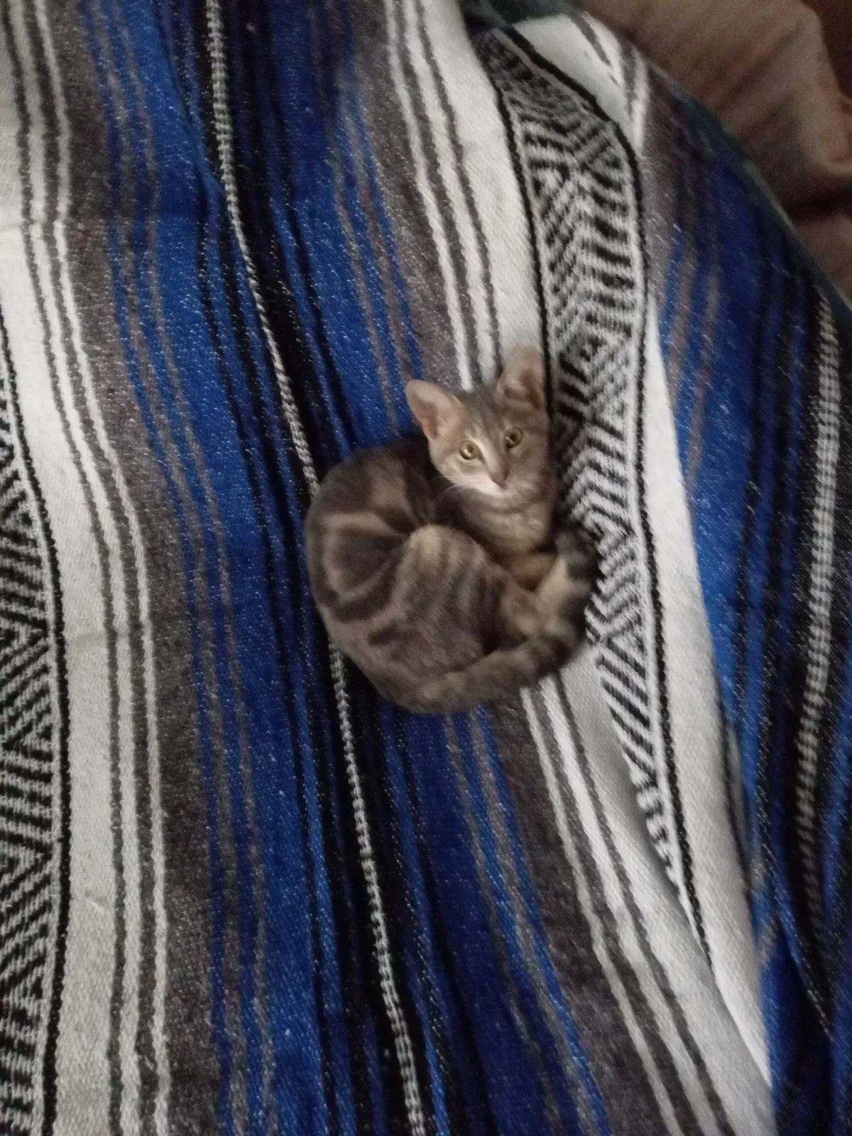 Lost cat in Stockton, CA, 95204