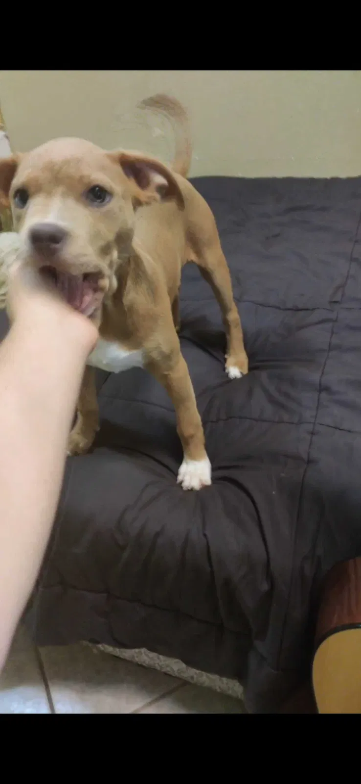 Lost dog in Conroe, TX, 77301