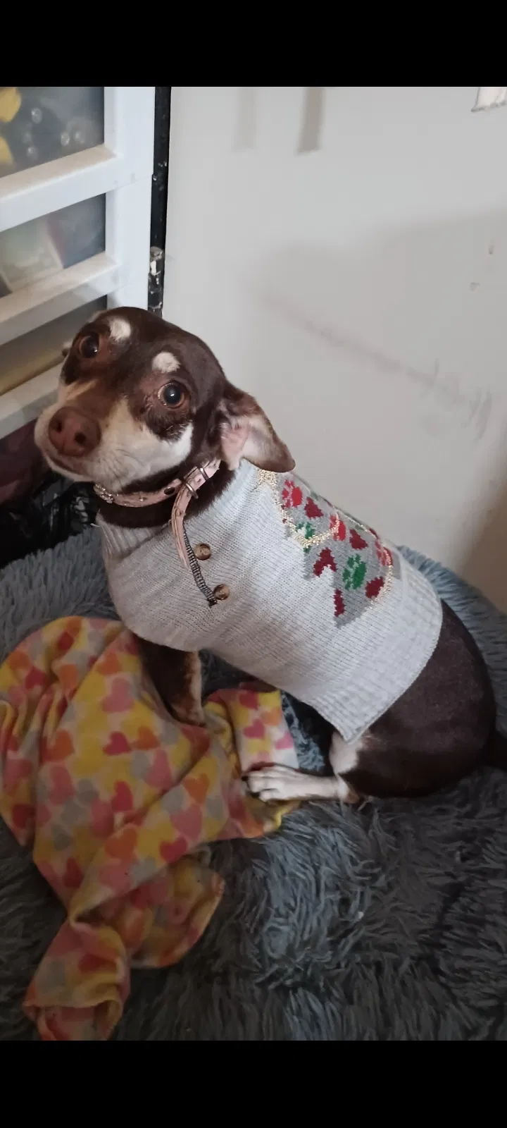 Lost dog in Lancaster, CA, 93534