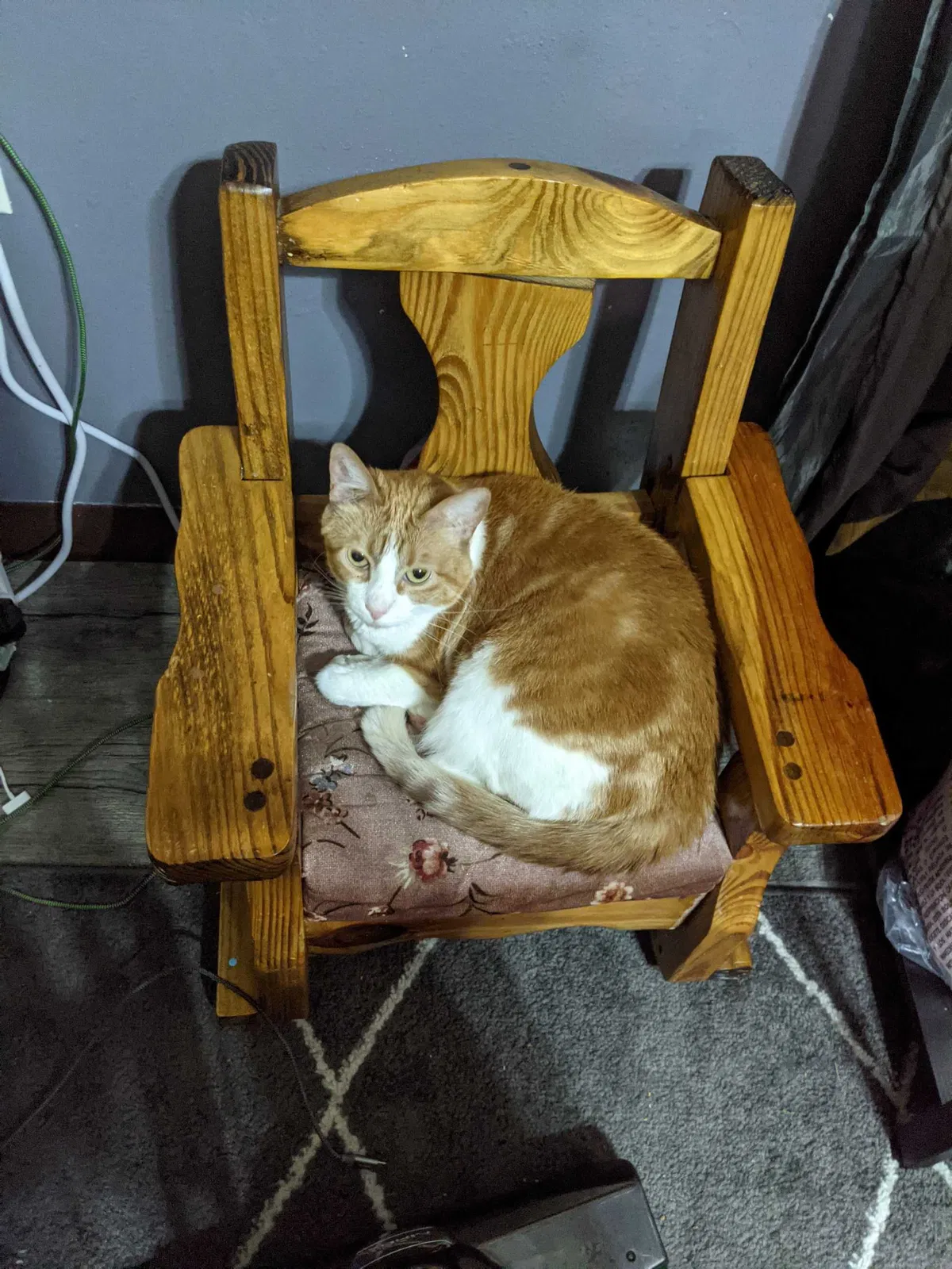Lost cat in Claremore, OK, 74017