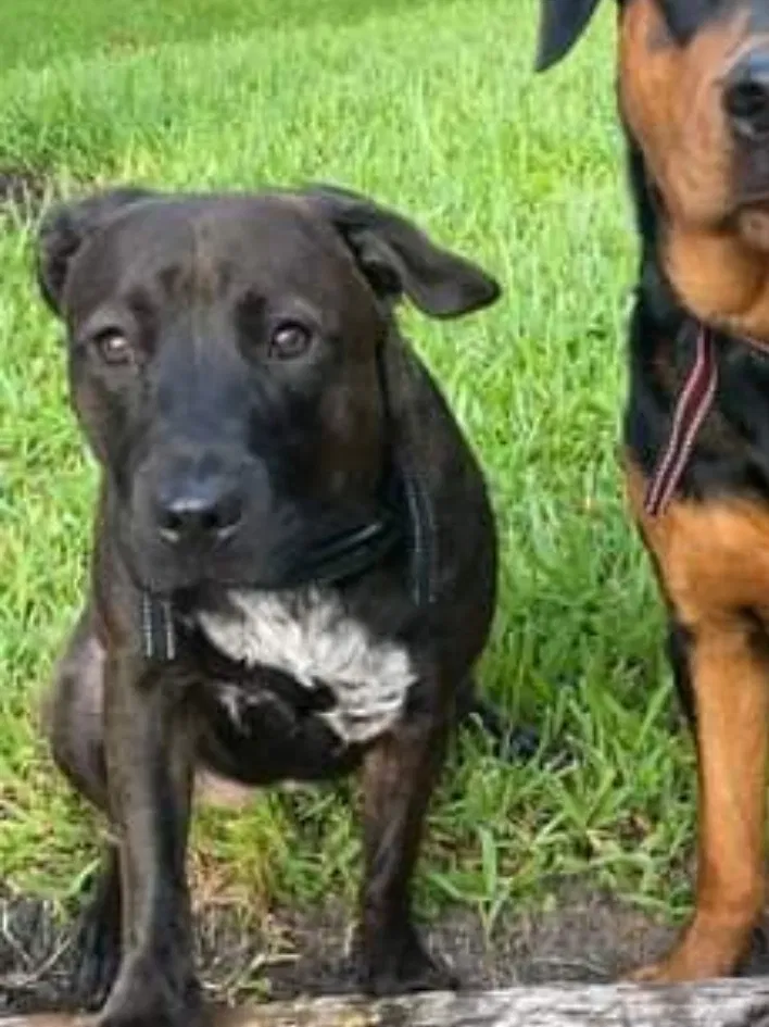Lost dog in Santa Fe, NM, 87507