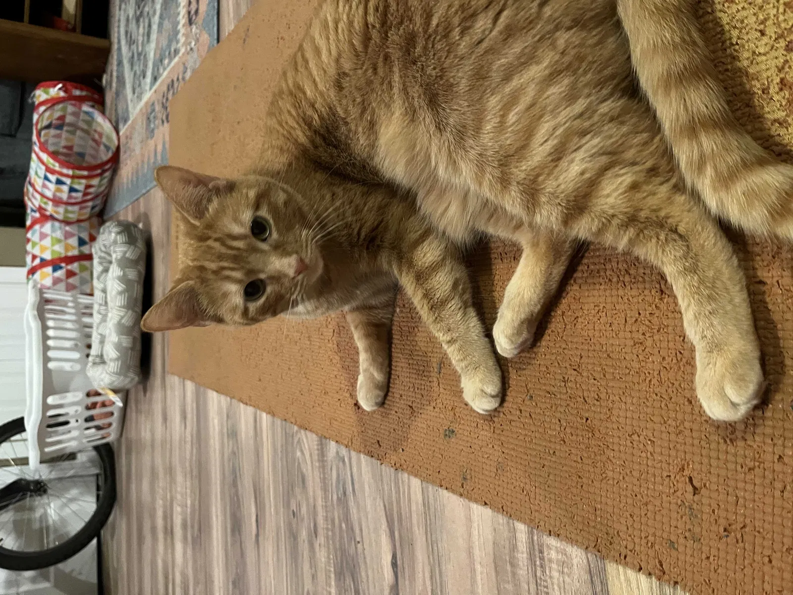 Lost cat in Cleveland, OH, 44113