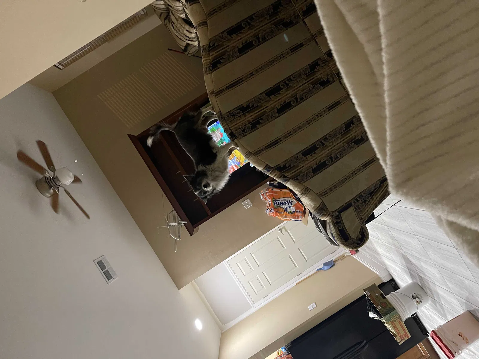 Lost dog in Fort Myers, FL, 33905