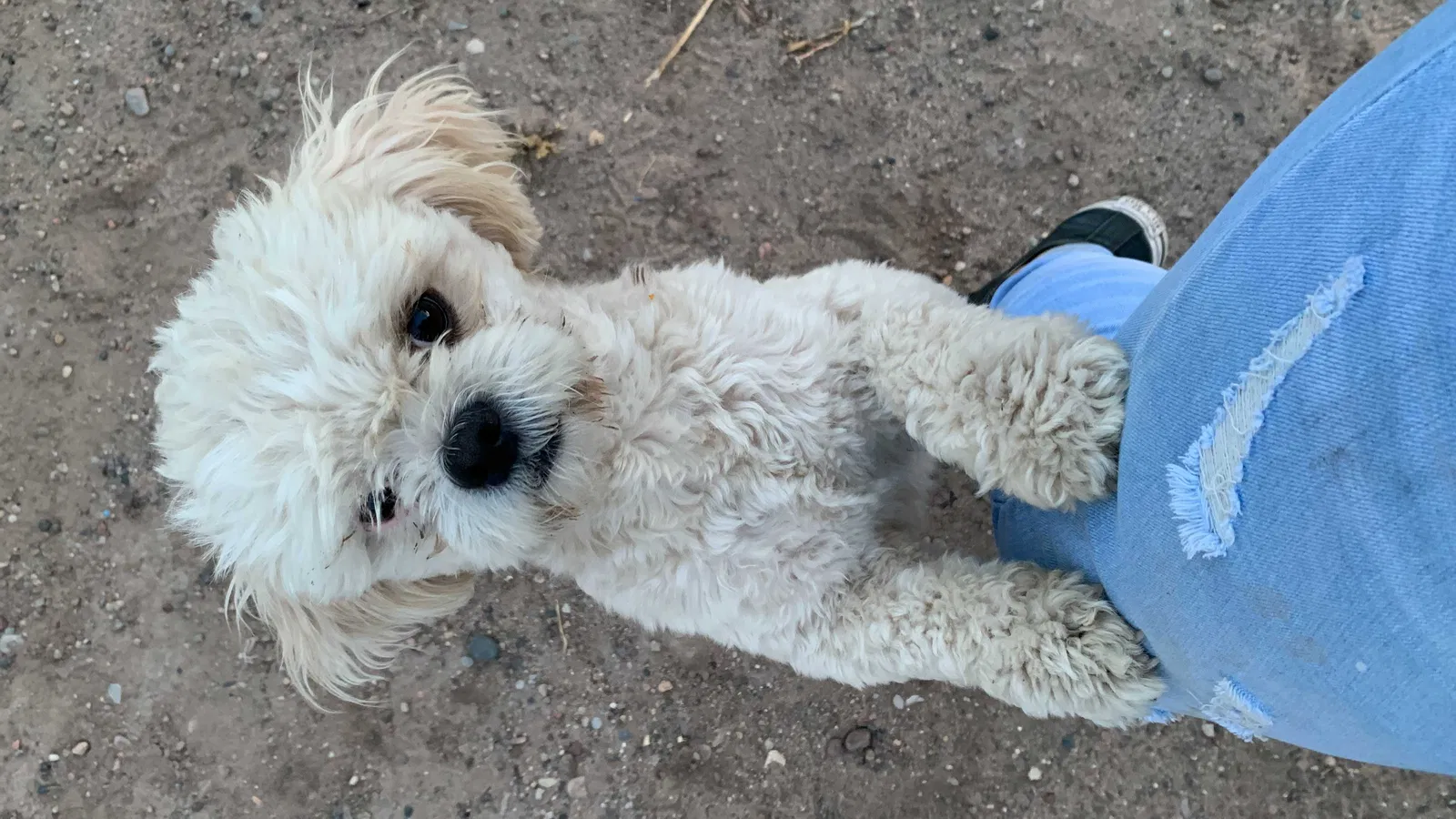 Lost dog in Albuquerque, NM, 87105