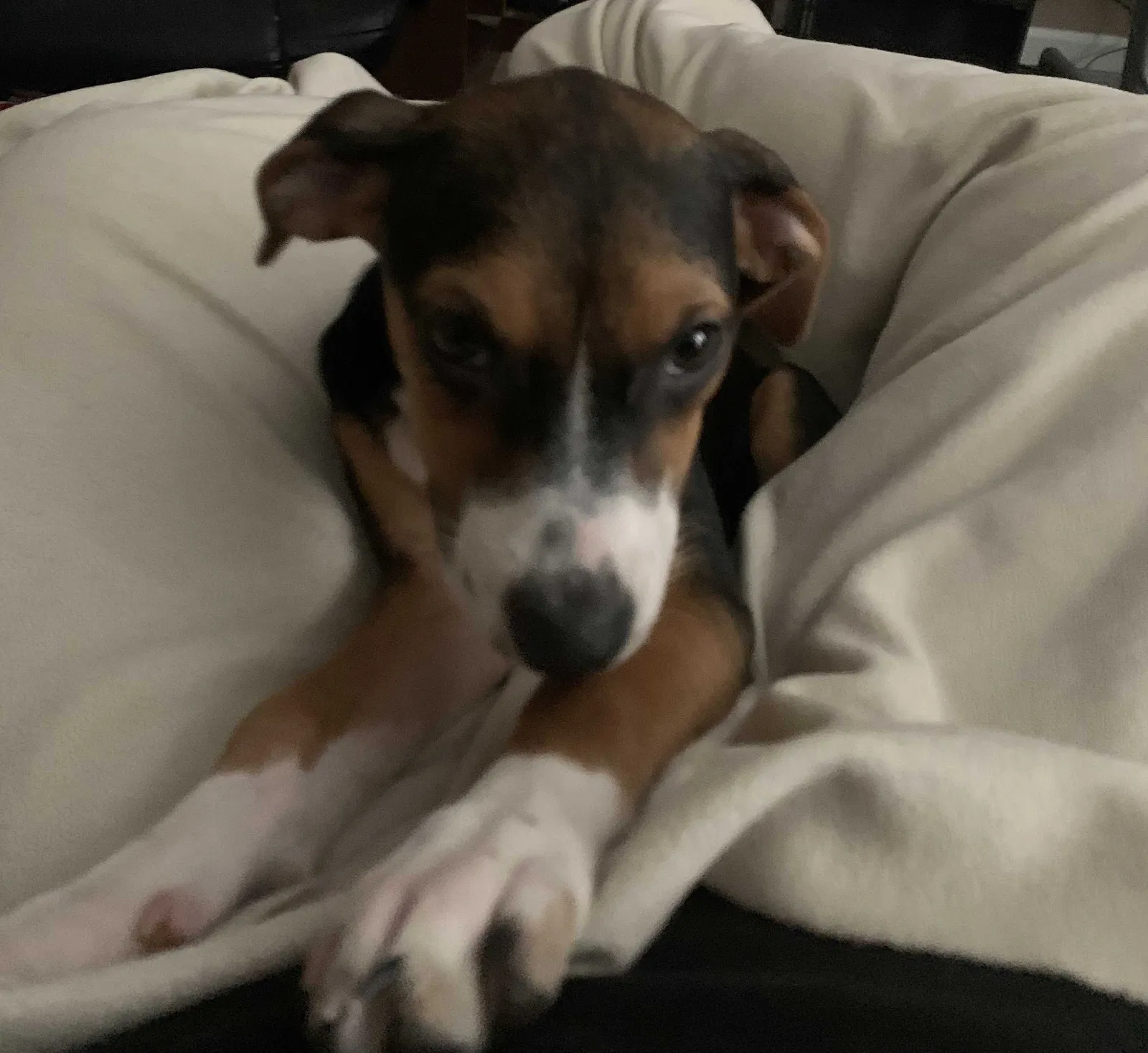 Lost dog in Smyrna, TN, 37167