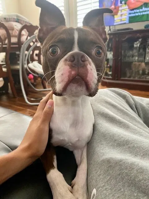 Lost dog in Covina, CA, 91722