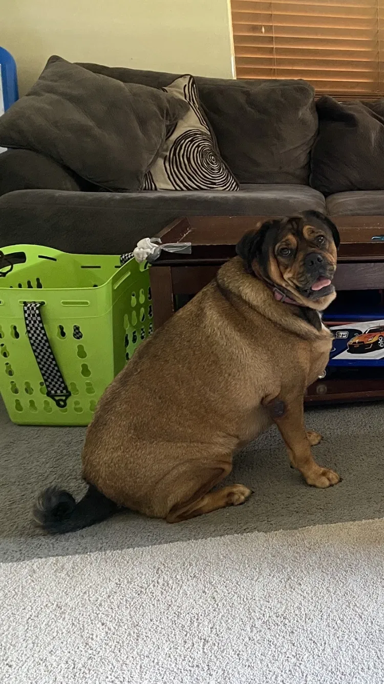 Lost dog in Jacksonville, FL, 32210