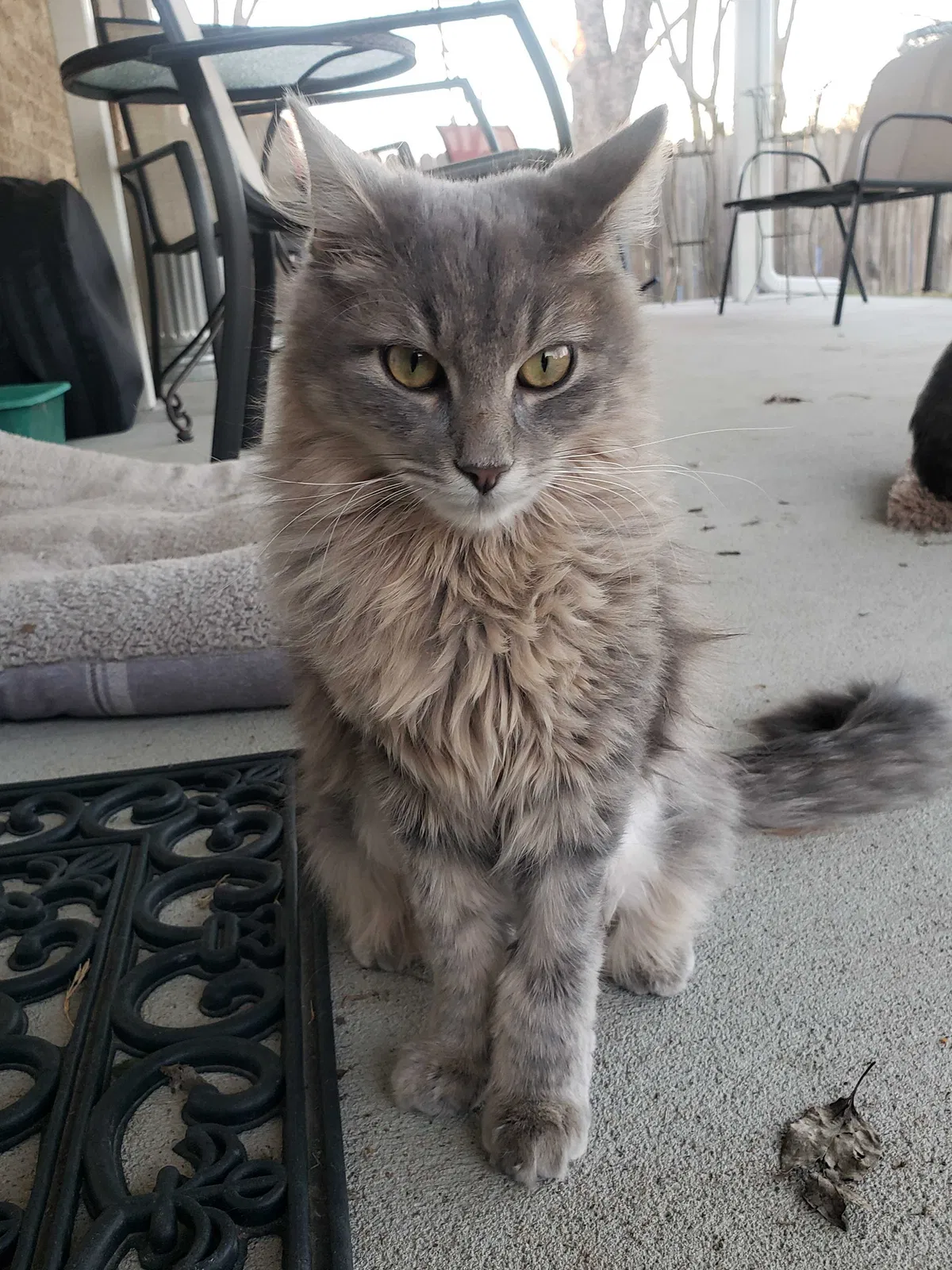 Lost cat in Waxahachie, TX, 75165