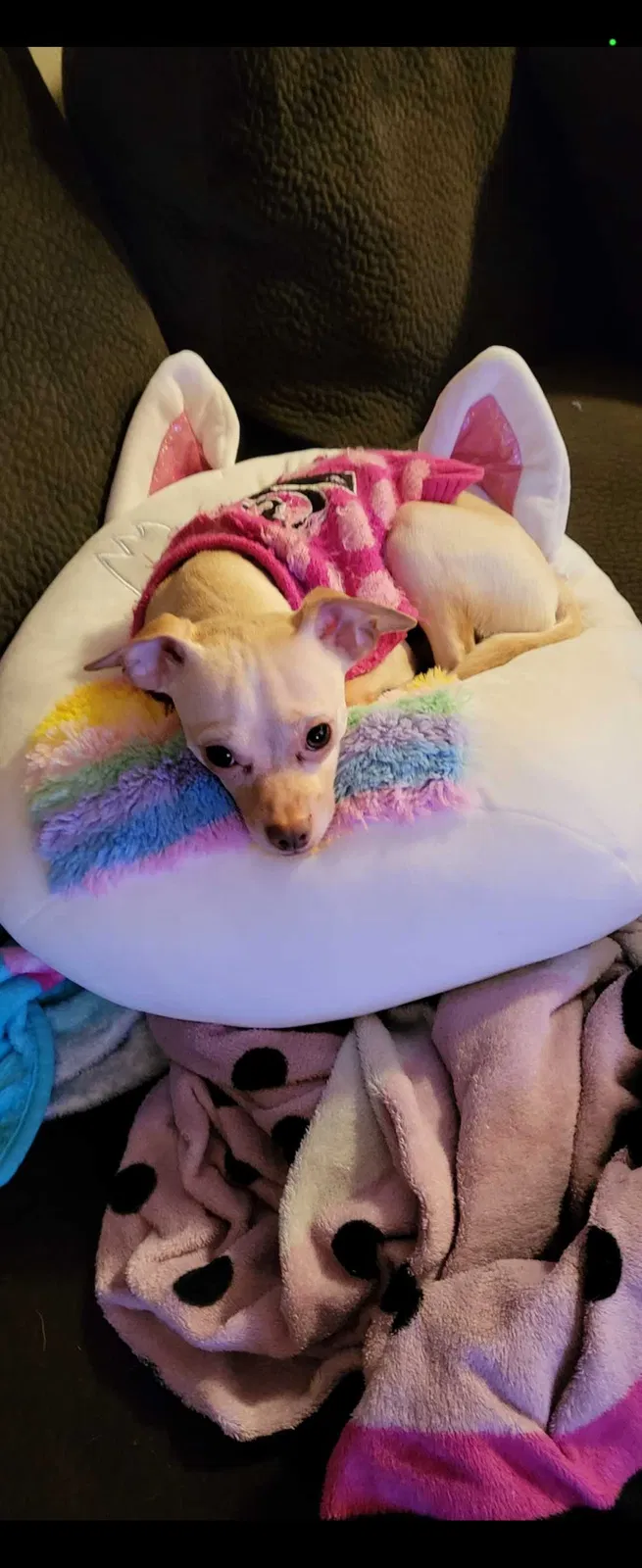 Lost dog in Corpus Christi, TX, 78405