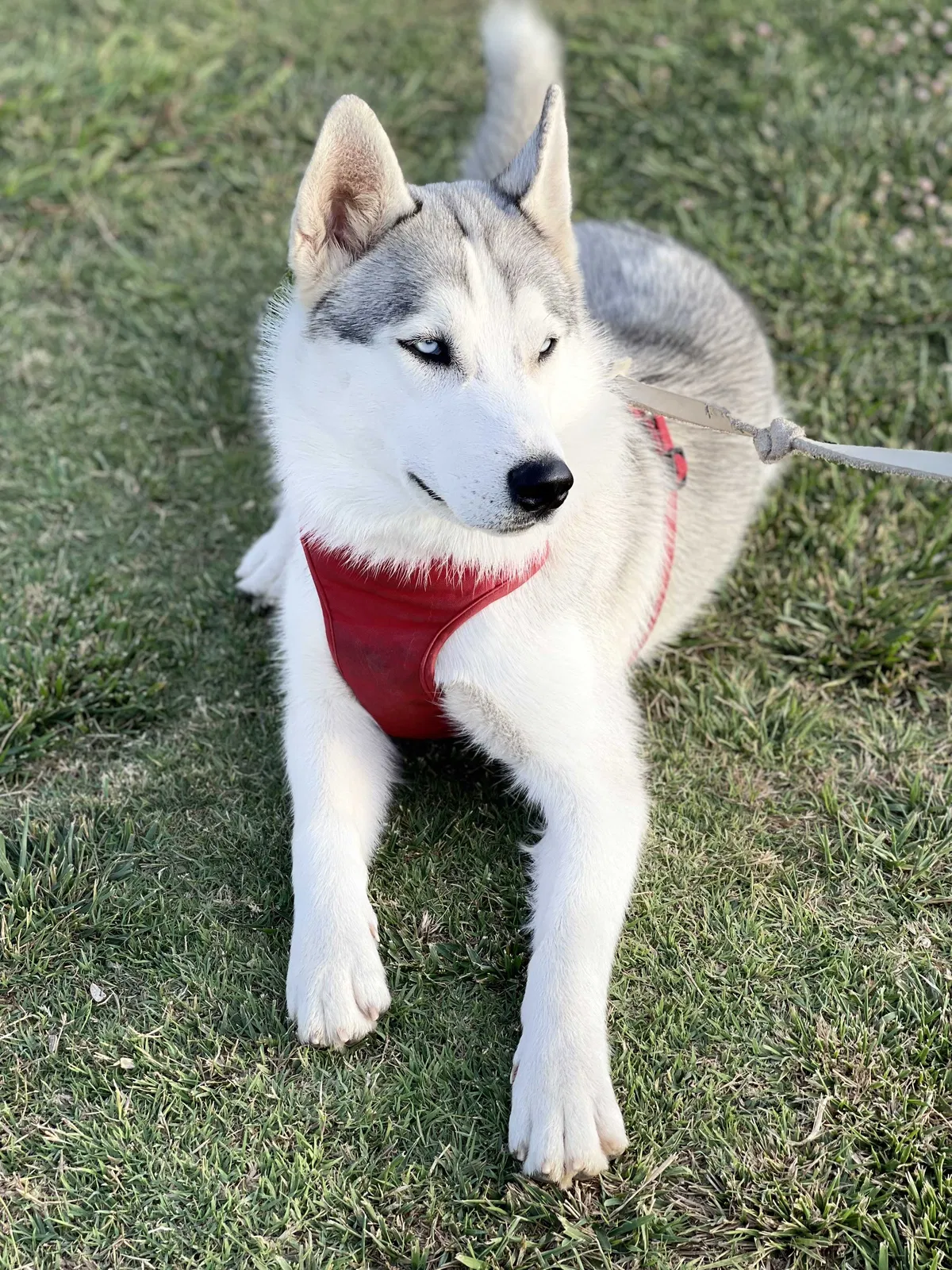 Lost dog in Huntington Beach, CA, 92646