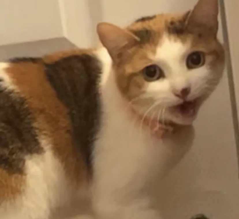 Lost cat in Burbank, CA, 91504