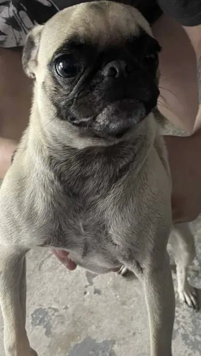 Lost dog in Spring, TX, 77379