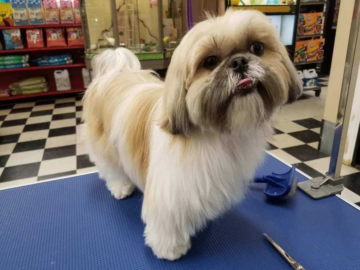 Lost dog in Monterey Park, CA, 91754