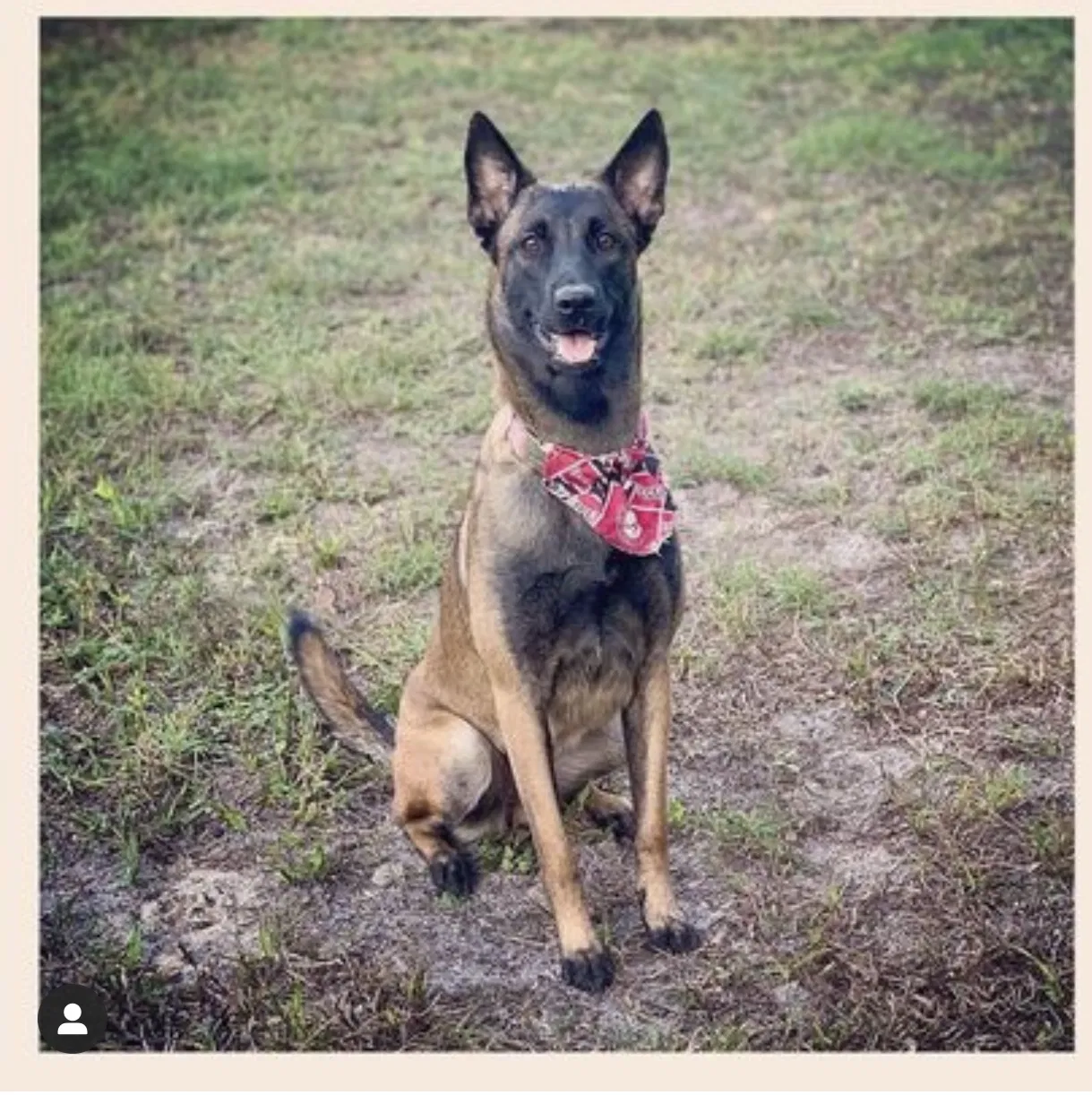 Lost dog in Deltona, FL, 32738
