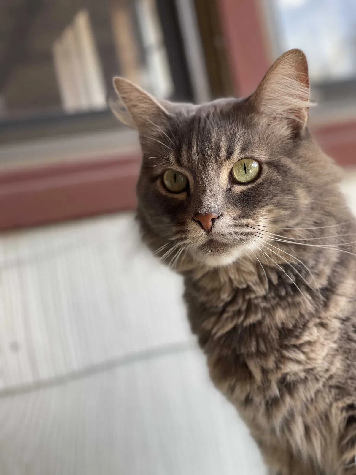 Lost cat in Silver Springs, FL, 34488