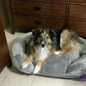 Lost dog in Killeen, TX, 76543