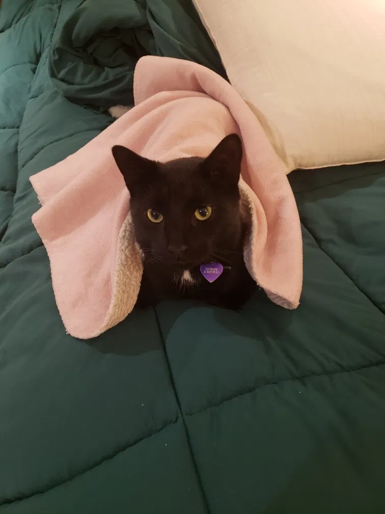 Lost cat in Plainview, NY, 11803
