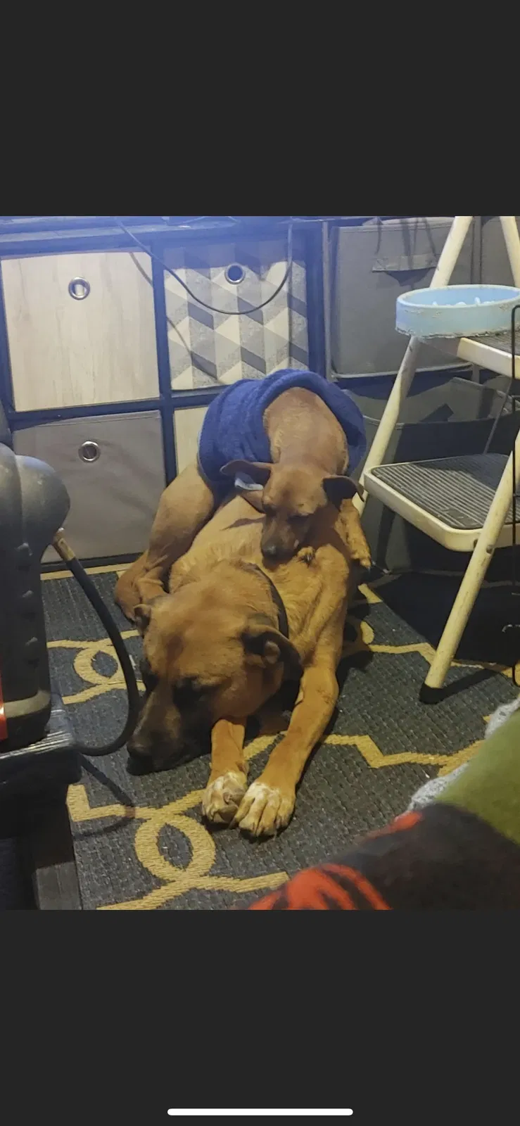 Lost dog in Rio Rancho, NM, 87144