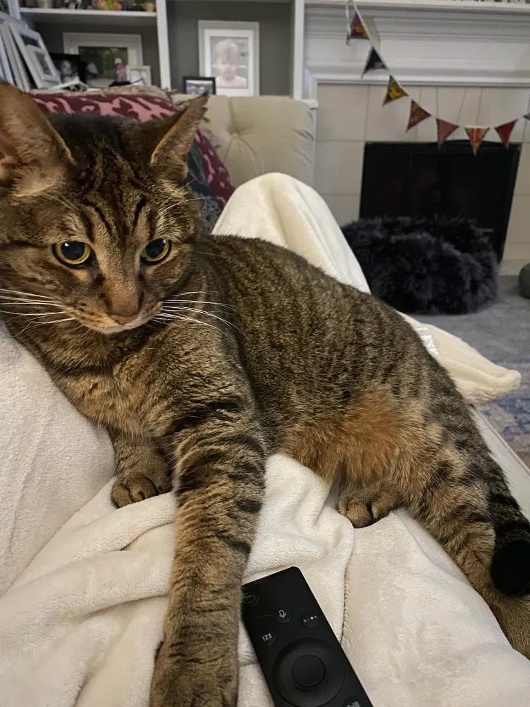 Lost cat in Westfield, IN, 46074
