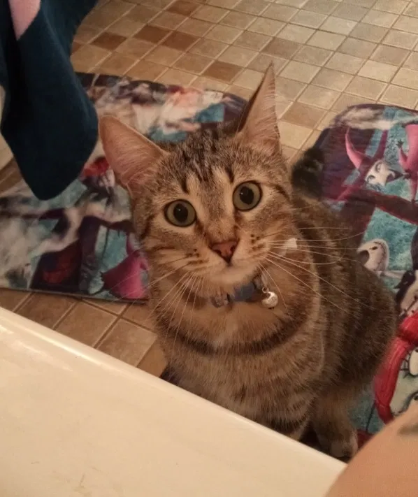 Lost cat in Breese, IL, 62230
