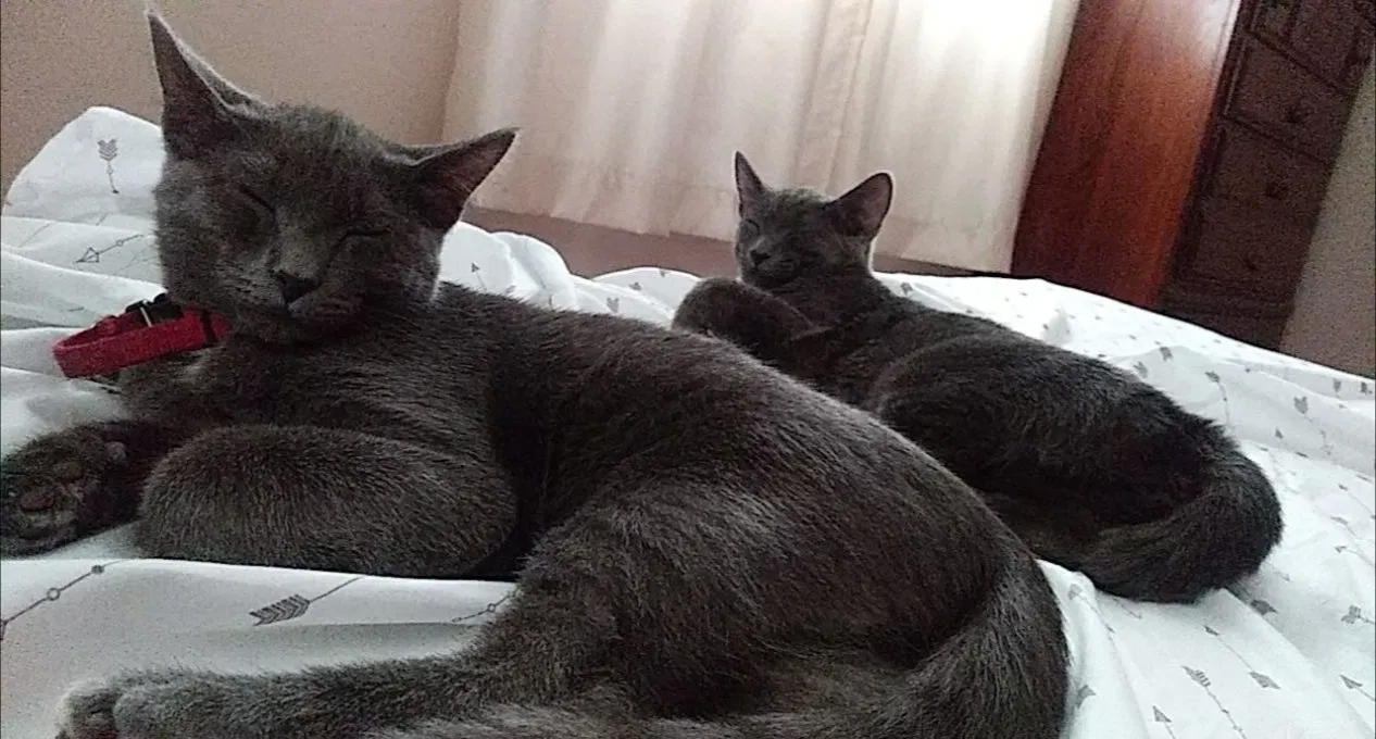 Lost cat in Breese, IL, 62230