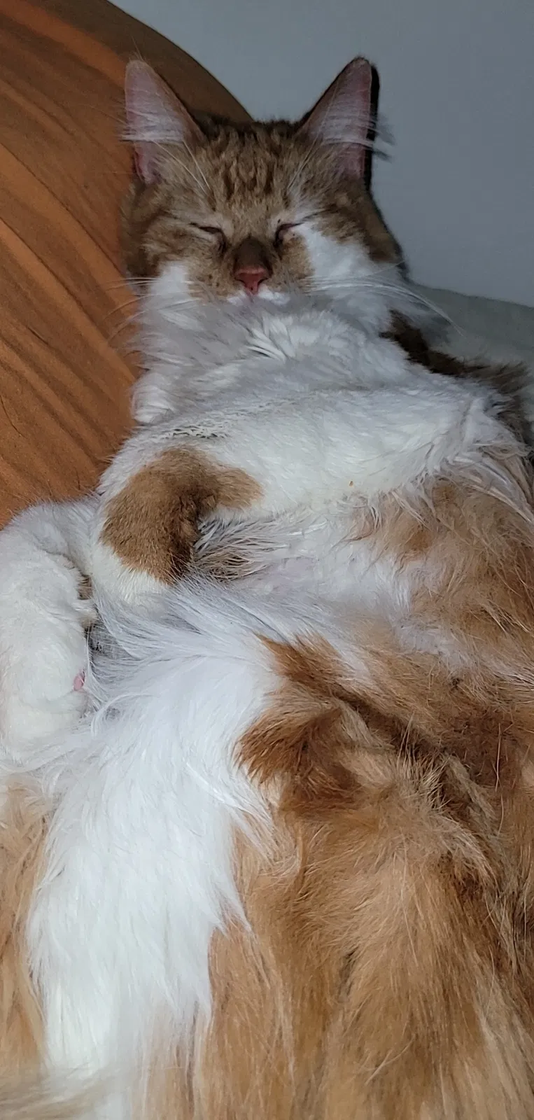 Found cat in Brooklyn, NY, 11204