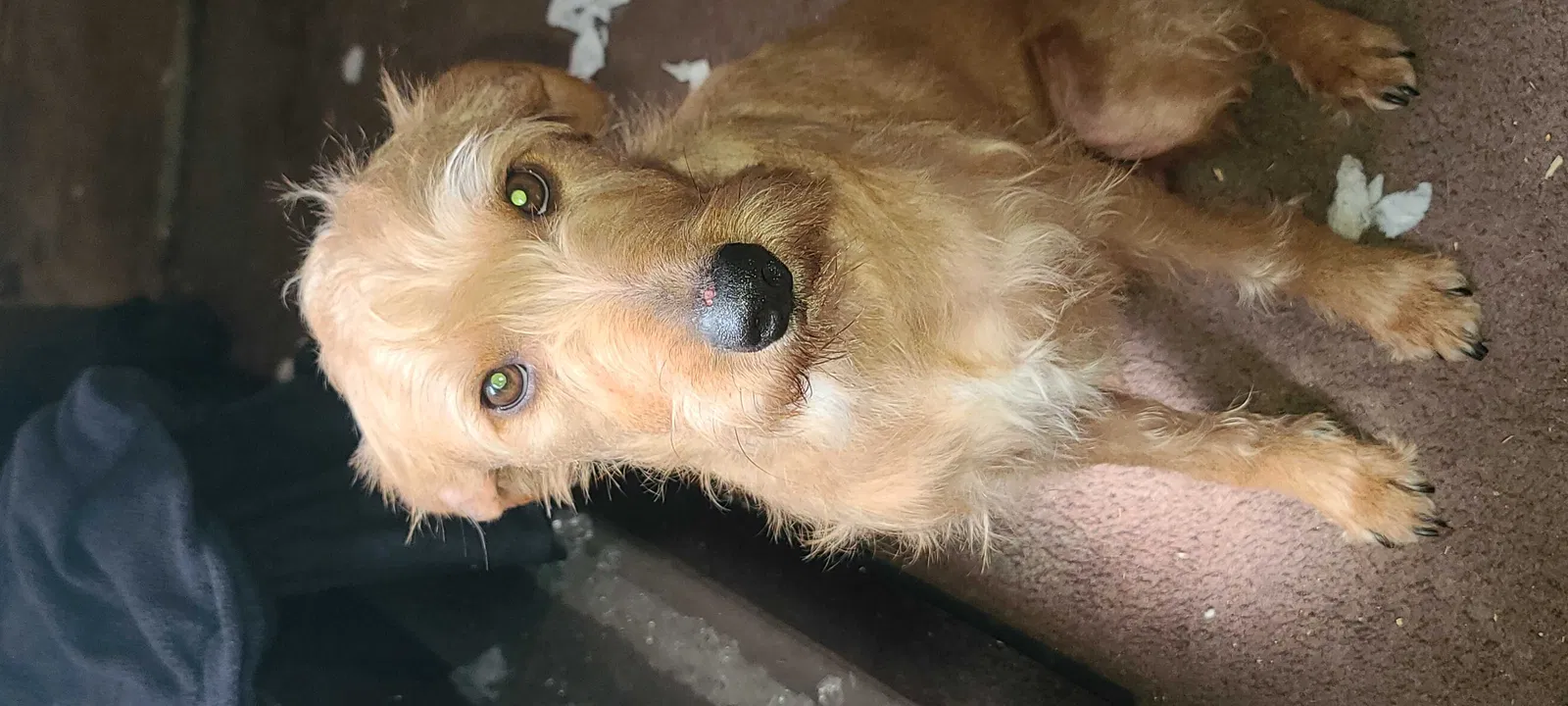 Lost dog in Lebanon Junction, KY, 40150
