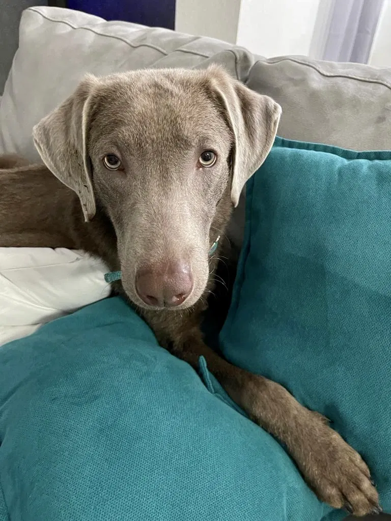 Lost dog in Miami, FL, 33194